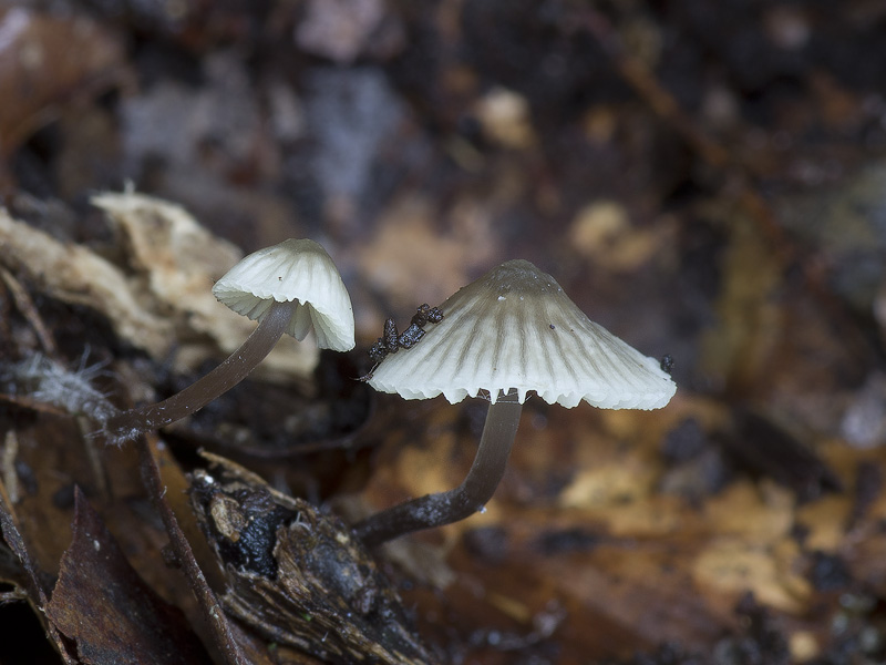 Mycena flavescens